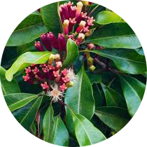 INCI - Esenciálny olej klinček - (Eugenia Caryophyllus Leaf Oil)